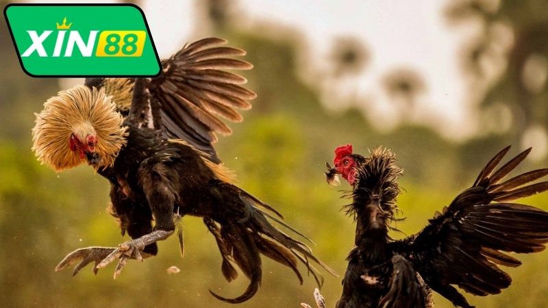 Bình Luận Đá Gà Thomo Xin88 - Thế Giới Bình Luận Sống Động 3 Vai trò của hoạt động bình luận đá gà Thomo Xin88