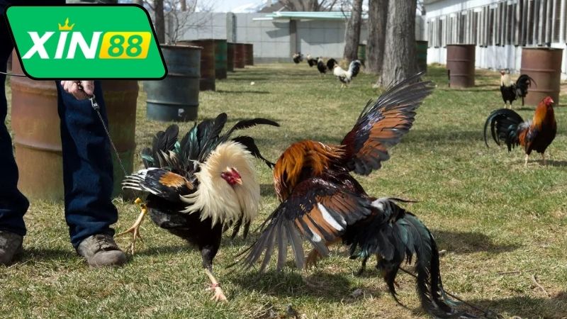 Bình Luận Đá Gà Thomo Xin88 - Thế Giới Bình Luận Sống Động 4 Lợi ích khi theo dõi bình luận đá gà Thomo Xin88