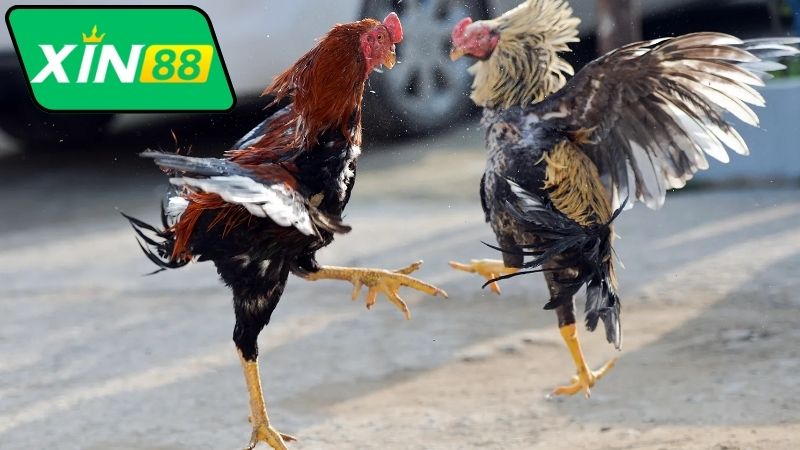 Bình Luận Đá Gà Thomo Xin88 - Thế Giới Bình Luận Sống Động 1 binh-luan-da-ga-thomo-xin88